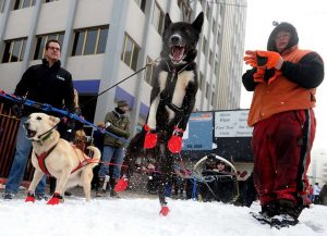 Whippet Hund Fakta Bruksomrade Og Anatomi Royal Diamond